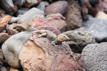 An old and sick lizard on the rocks. Gran Canaria. Canary Islands. Spain.