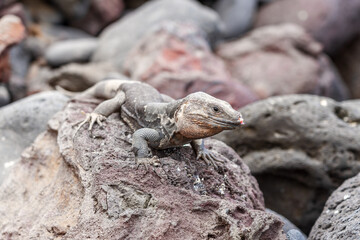 An old and sick lizard on the rocks. Gran Canaria. Canary Islands. Spain.