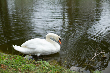 White Swan on the Lake.