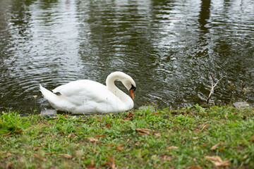 White Swan on the Lake.