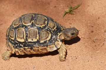 Schildkröte auf dem Sandboden in Namibia.