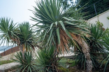 Outdoor yucca plants with spiky green leaves and weathered trunks, growing in a landscaped garden under natural daylight.