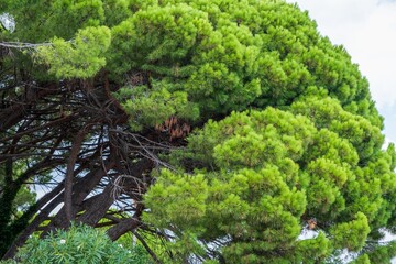 Lush pine tree branches with dense green foliage