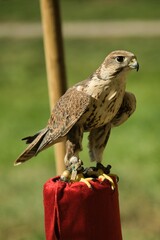 Jastrząb. Pokaz sokolniczy