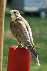 Jastrząb. Pokaz sokolniczy