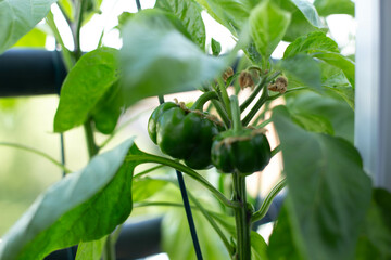 Young green peppers and paprika hanging on the plant, ripening in the sunlight.