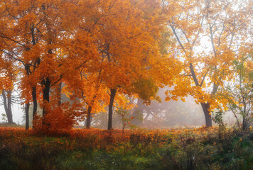 Fototapeta premium Amazing autumn park (forest) with colorful trees and sunlight. autumn natural background