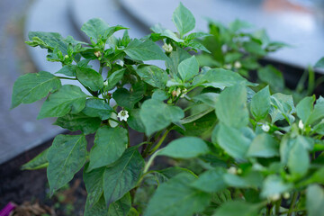 Blooming paprika pepper grown at home in a pot