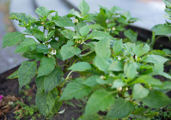 Blooming paprika pepper grown at home in a pot