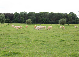 Cows grazing in field landscape, peaceful and happy, a group in Dutch pasture of flat land with a blue sky