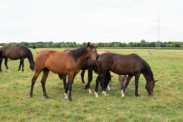 Fototapeta premium A beautiful brown horse grazes on a flowering sunny meadow in a field along with a herd of horses.