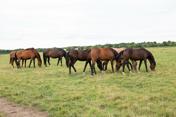 A beautiful brown horse grazes on a flowering sunny meadow in a field along with a herd of horses.