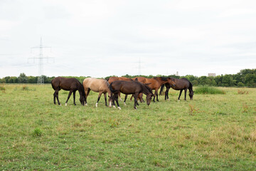 Obraz premium A group of horses stands along a wooden fence.