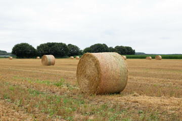 A view of straw bales in a field after the harvest.