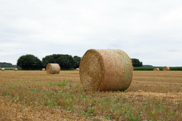 A view of straw bales in a field after the harvest.