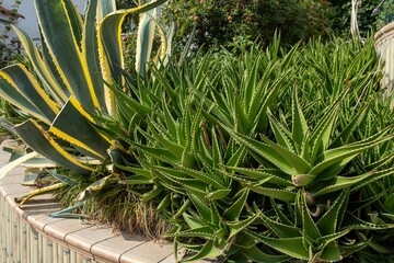 Fototapeta premium Agave and aloe vera plants in landscaped garden