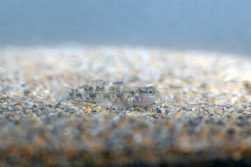 The Macaronesian goby Mauligobius maderensis