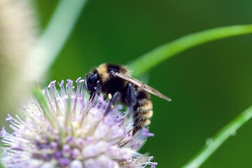 The cuckoo bumblebee Bombus campestris