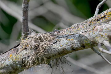 Young Eastern kingbird (Tyrannus tyrannus) in nest