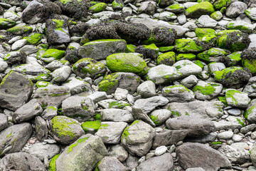 Bright green algae formed on grey rocks revealed when the tide is out. Background.