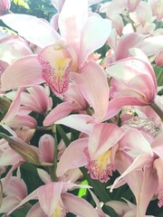 Obraz premium pink lily flowers