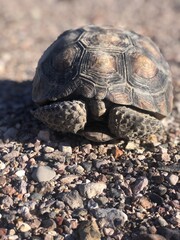 Just taking a nap in the desert 