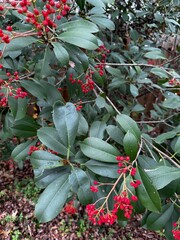 Christmas holly