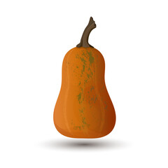 Vegetable pumpkin. Vector. Autumn pumpkin symbol for Halloween or Thanksgiving. Orange pumpkin silhouette on white background.