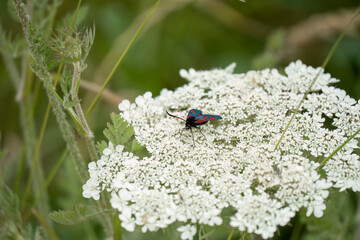 a six spot burnet moth (Zygaena filipendulae) feeding on wild carrot (daucus carota)