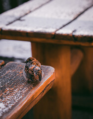 A sparrow sitting on a snow coated wooden bench in winter, in Berlin, Germany.