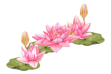 Fototapeta premium Watercolor Lotus Flower. Hand Drawn Water Lily botanical Illustration with green leaves on isolated background. Pink tropical Flowers for invitations, print and card design