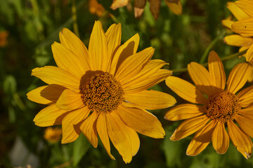 Heliopsis blooms in the garden. Heliopsis (lat. Heliopsis) is a genus of annual and perennial herbaceous plants of the Asteraceae family (Asteraceae).