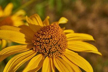 Heliopsis blooms in the garden. Heliopsis (lat. Heliopsis) is a genus of annual and perennial herbaceous plants of the Asteraceae family (Asteraceae).