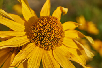 Heliopsis blooms in the garden. Heliopsis (lat. Heliopsis) is a genus of annual and perennial...