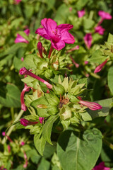 Bright mirabilis flower (Latin Mirabilis jalapa) close-up in a summer garden. The night beauty, or Mirabilis laxative, is the type species of the genus Mirabilis of the family Nictaginaceae.