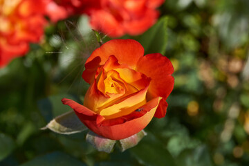 Roses are blooming in the garden of the country house. Summer.