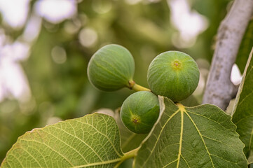 A detailed view of figs growing on a tree branch