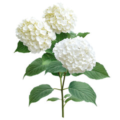 A cluster of elegant white hydrangea flowers against a Transperant background., showcasing their lush petals and rich green leaves.