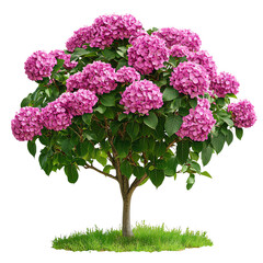 A vibrant pink hydrangea tree with lush foliage, set against a Transperant background., showcasing its beautiful blooms.