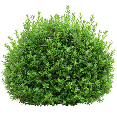 Obraz premium A lush, green bush showcases dense foliage, providing a vibrant, natural element perfect for landscaping or decorative purposes.