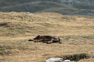 Dog resting on dry grass in mountain area