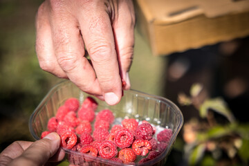 tray with organic raspberries delivered from the farmer to the consumer