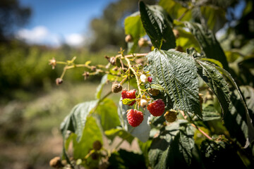 organic raspberry plant, suitable for direct consumption from the plant