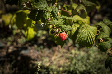 organic raspberry plant, suitable for direct consumption from the plant