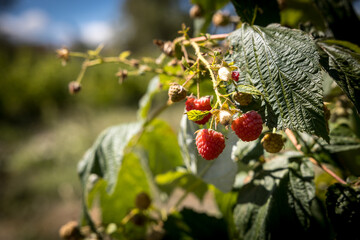 organic raspberry plant, suitable for direct consumption from the plant