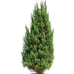A tall, narrow evergreen tree with lush green foliage, ideal for landscaping and providing privacy in gardens or yards.