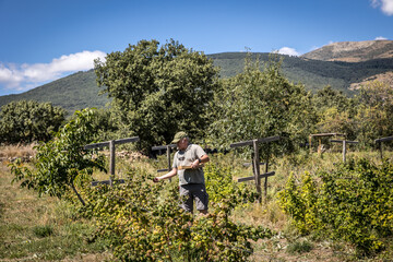 farmer harvesting organic red fruits from the plant, suitable for consumption