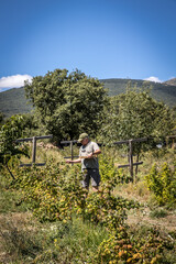 farmer harvesting organic red fruits from the plant, suitable for consumption