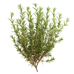 A vibrant green sprig of rosemary herb, showcasing its slender leaves against a Transperant background., ideal for culinary and aromatic use.
