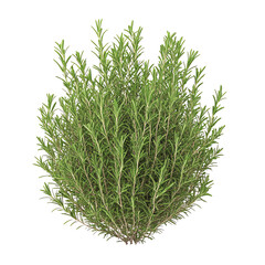 A lush, green rosemary plant displayed against a Transperant background., showcasing its slender leaves and bushy appearance.